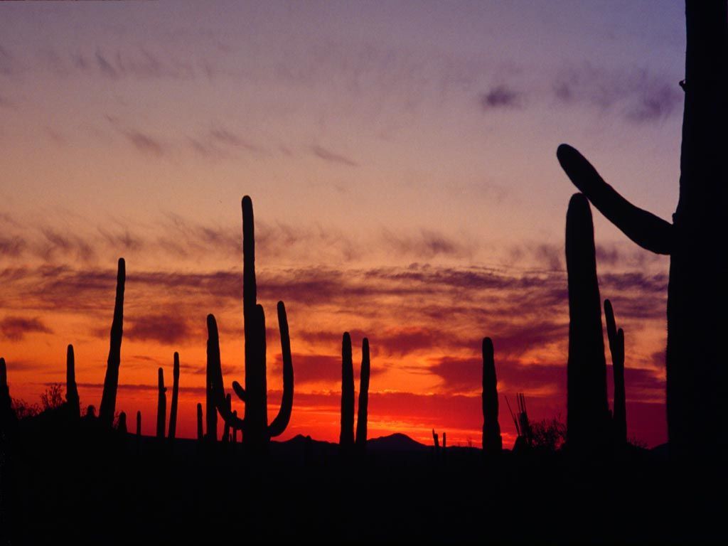 Picture of Arizona desert